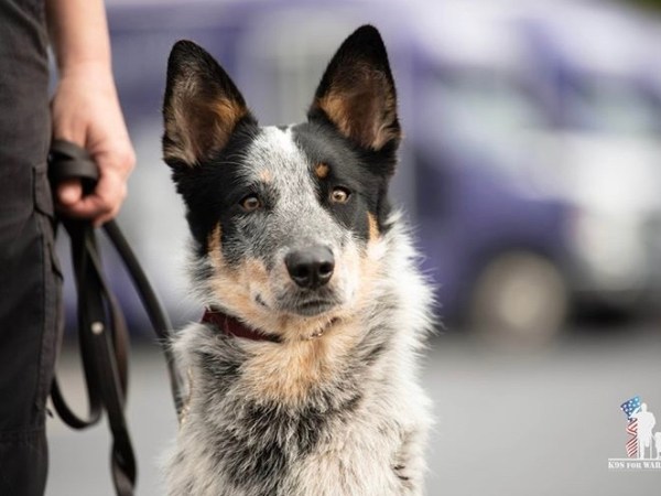 Getting Bake… (who names a dog&nbsp;Bake???)